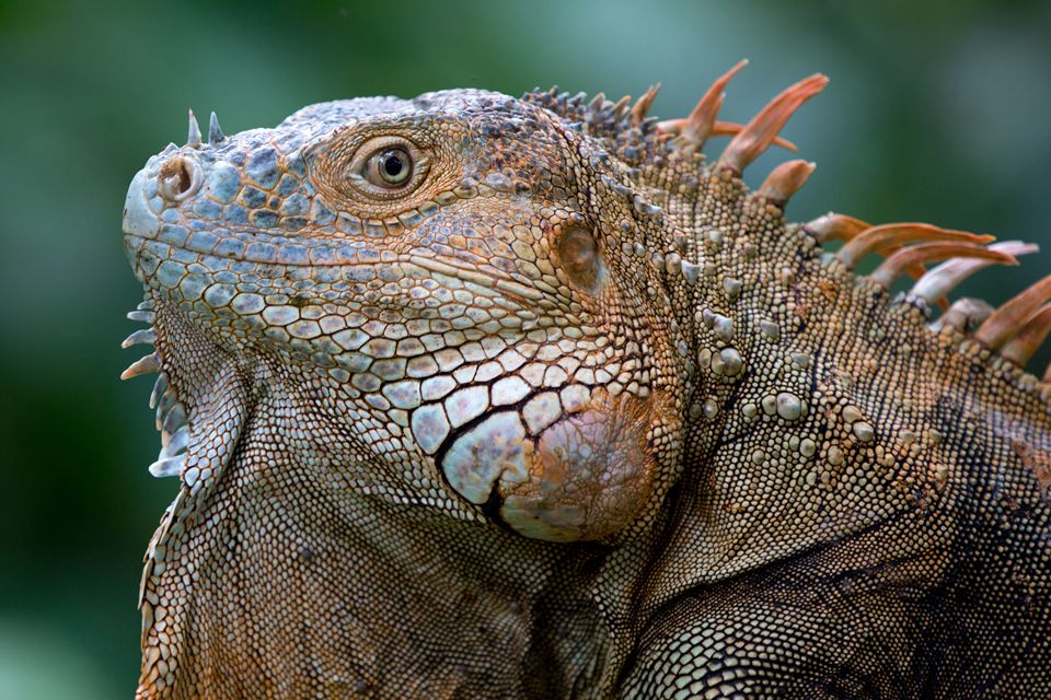 A male green iguana (Iguana iguana). Canon 5D Mark III, Canon EF 400mm f/5.6 L USM, 1/160, f/2.8, iso 250, handheld.