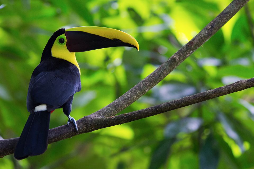 Posing chestnut-mandibled toucan (Ramphastos ambiguus). Canon 5D Mark III, Canon EF 400mm f/5.6 L USM, 1/250, f/5.6, iso 3200, handheld.