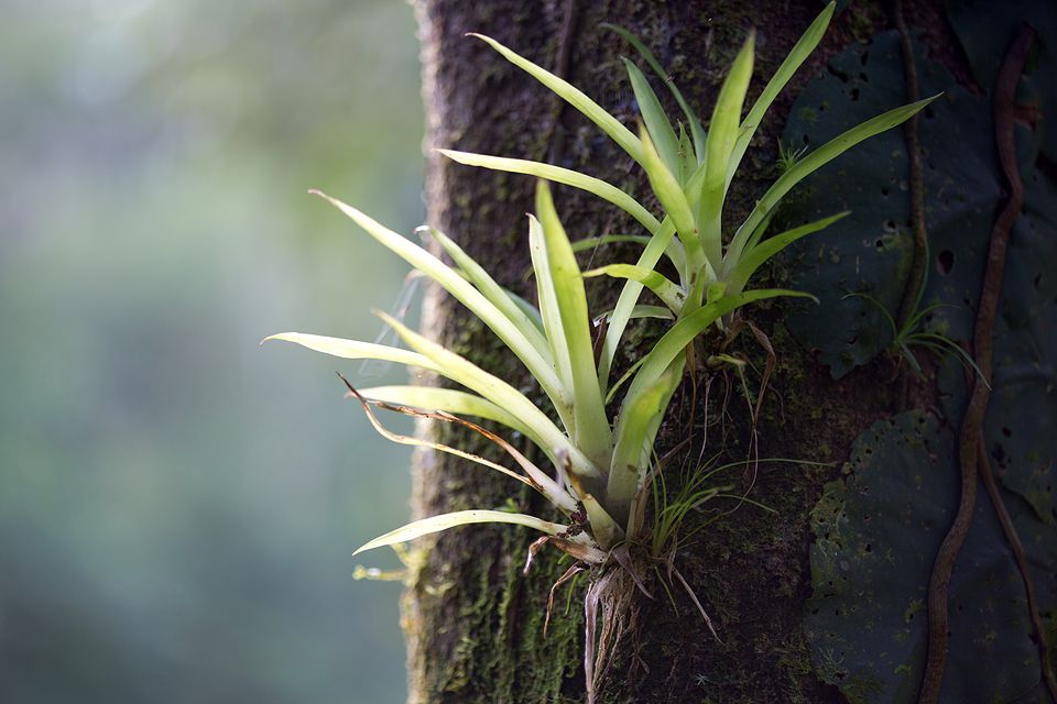 Lime green colored bromelia's. Canon 5D Mark III, Canon EF 100mm f/2.8 USM Macro, 1/80, f/2.8, iso 250, handheld.