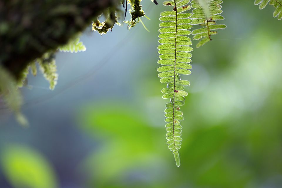Detail of a fern. Canon 5D MKIII, Canon EF 100mm f/2.8 USM Macro, 1/80, f/2.8, iso 320, handheld.