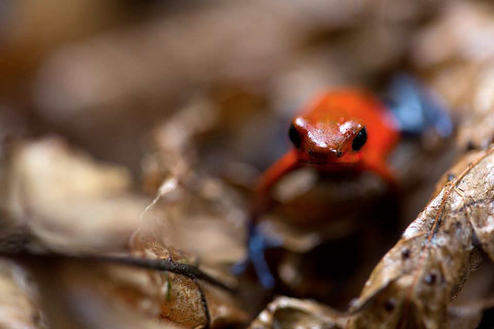 Tiny Oophaga pumilio between the leaf litter. Canon 5D MKIII, Canon EF 100mm f/2.8 USM Macro, 1/80, f/2.8, iso 2000, handheld