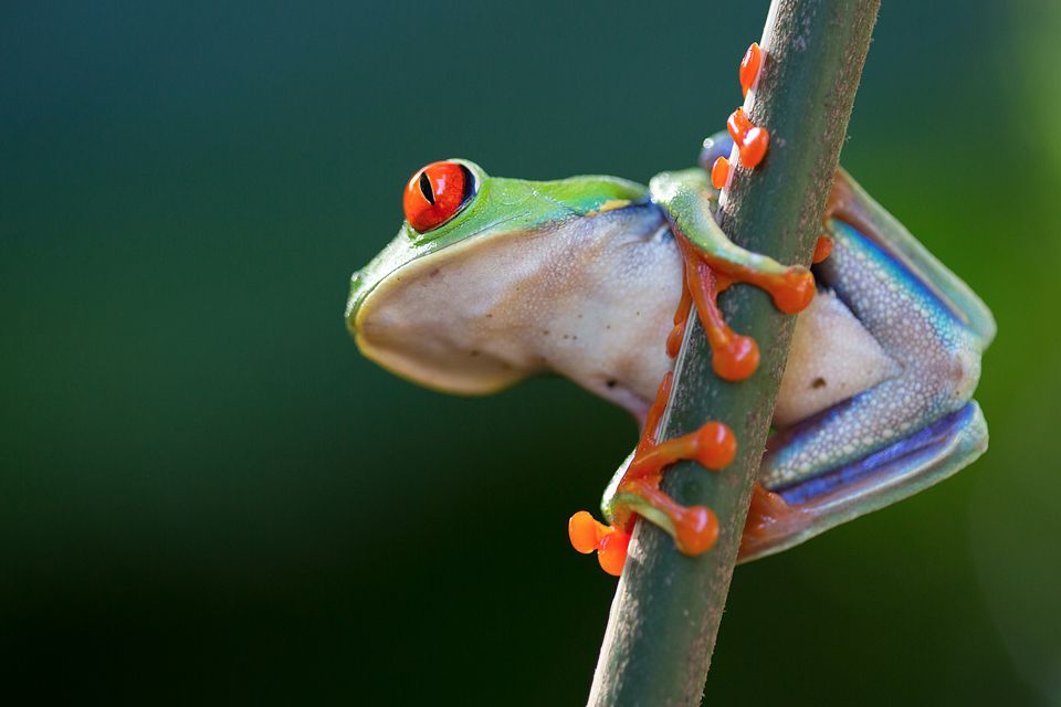 Gorgeous red-eyed leaf frog (Agalychnis callidryas). Canon 5D MKIII, Canon EF 100mm f/2.8 USM Macro, 1/80, f/2.8, iso 500, handheld.