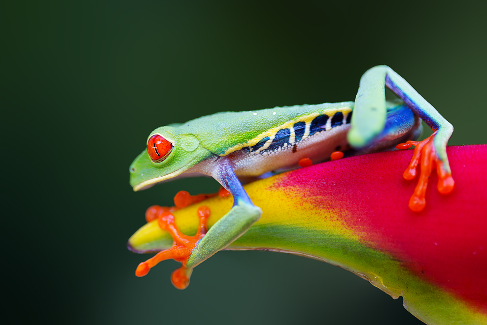 Posing red-eyed leaf frog (Agalychnis callidryas) on Heliconia. Canon 5D MKIII, Canon EF 100mm f/2.8 USM Macro, 1/100, f/2.8, iso 200, handheld.