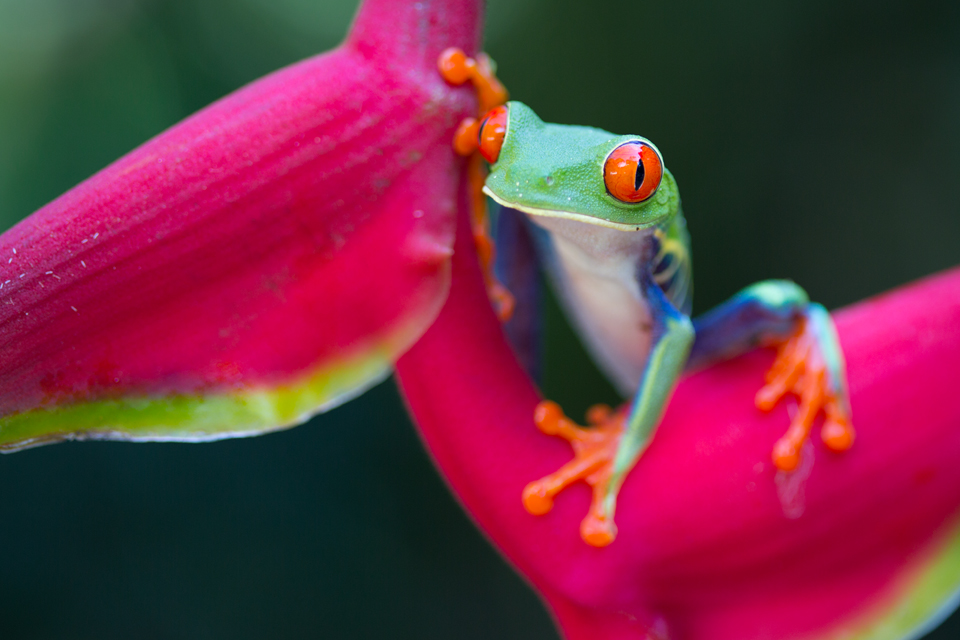 A cheeky red-eyed leaf frog (Agalychnis callidryas) on Heliconia. Canon 5D MKIII, Canon EF 100mm f/2.8 USM Macro, 1/100, f/2.8, iso 200, handheld.
