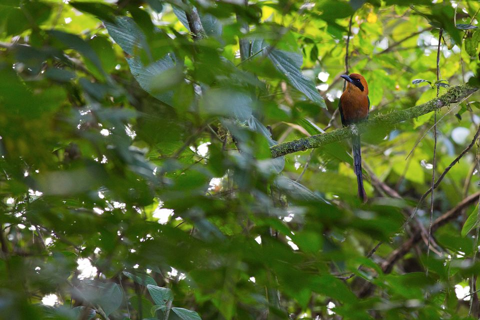 Glimpse of a rufous motmot (Baryphthengus martii). Canon 5D Mark III, Canon EF 400mm f/5.6 L USM, 1/320, f/8, iso 3200, handheld.