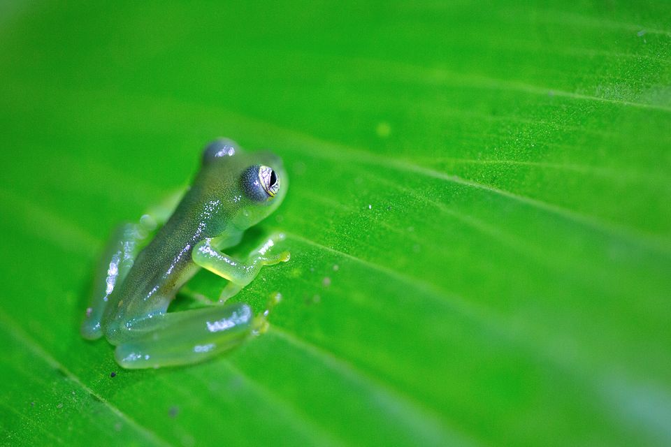 Transparant ghost glass frog (Sachatamia ilex). Canon 5D MKIII, Canon EF 100mm f/2.8 USM Macro, 1/100, f/2.8, iso 3200, tripod, flashlights.