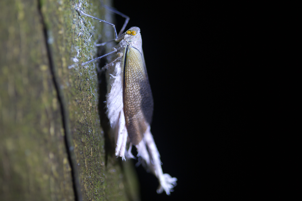 A wax-tail hopper (Pterodictya reticularis) feeding on sap. Canon 5D MKIII, Canon EF 100mm f/2.8 USM Macro, 1/80, f/2.8, iso 250, tripod, flashlight.