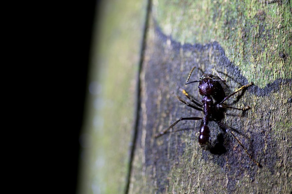 Respect the bullet ant (Paraponera clavata)! Canon 5D MKIII, Canon EF 100mm f/2.8 USM Macro, 1/80, f/2.8, iso 320, tripod, flashlight.
