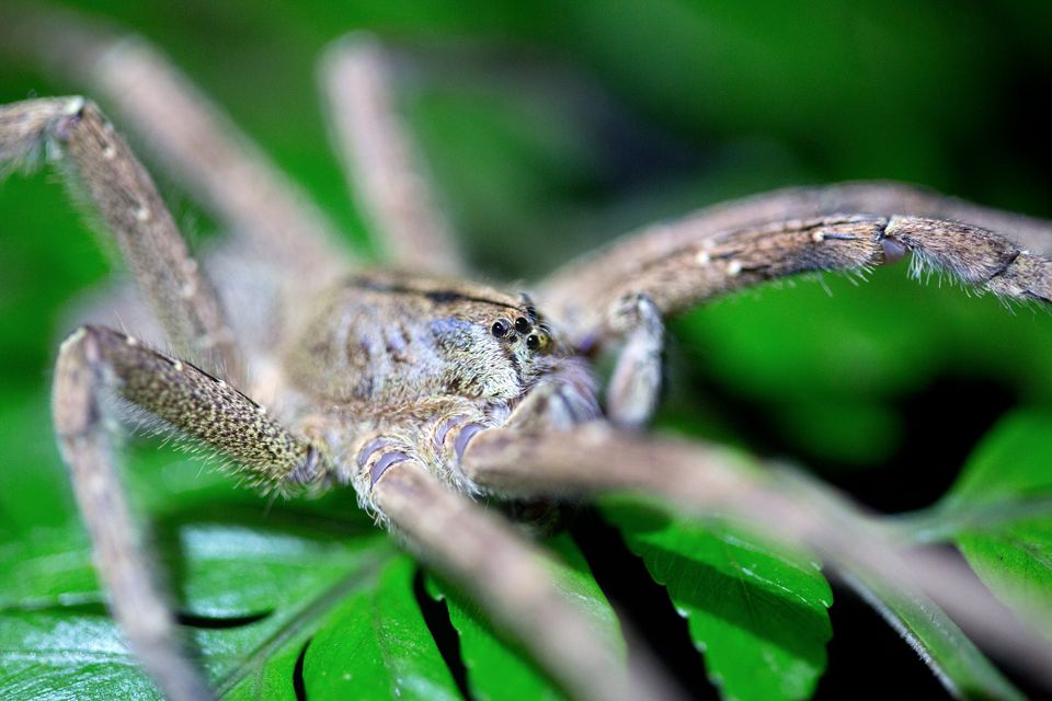 Detail of a wolf spider sp.? Canon 5D MKIII, Canon EF 100mm f/2.8 USM Macro, 1/100, f/2.8, iso 3200, tripod, flashlight.