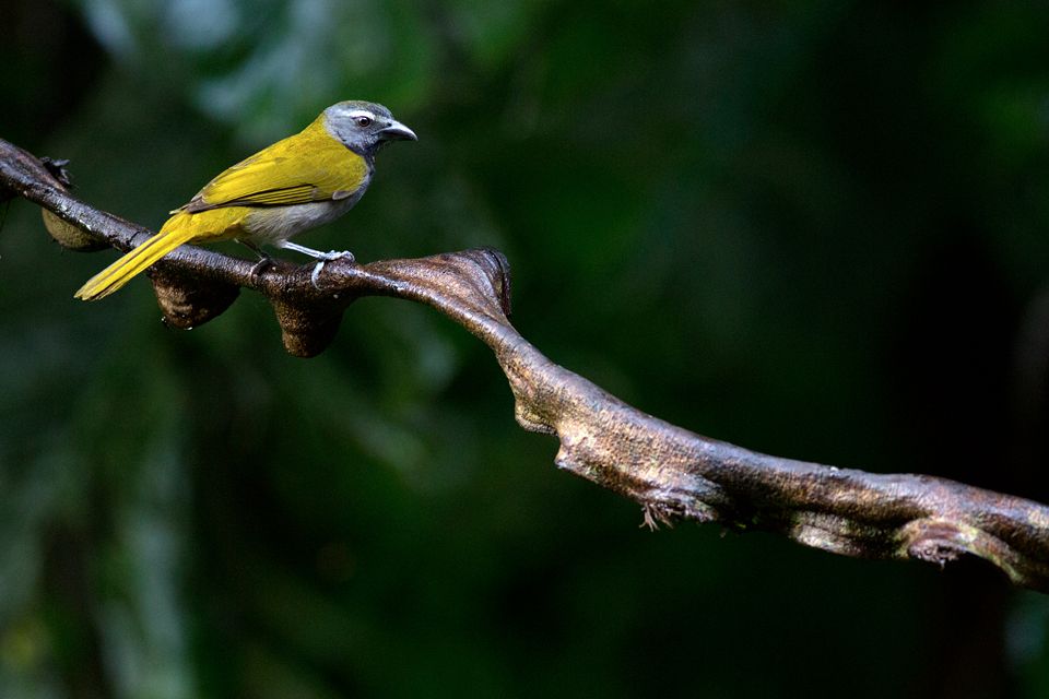 A buff-throated saltator (Saltator maximus). Canon 5D Mark III, Canon EF 400mm f/5.6 L USM, 1/200, f/5.6, iso 3200, tripod.