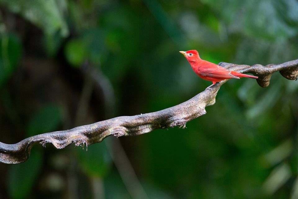 Fire-red Summer Tanager (Piranga rubra). Canon 5D Mark III, Canon EF 400mm f/5.6 L USM, 1/200, f/5.6, iso 3200, tripod.