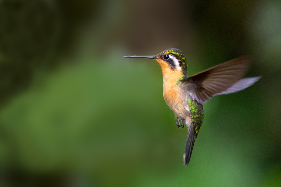A female purple-throated mountain-gem (Lampornis calolaema) at a feeder. Canon 5D Mark III, Canon EF 70-200mm f/2.8L IS II USM, 1/1000, f/2.8, iso 3200, handheld.