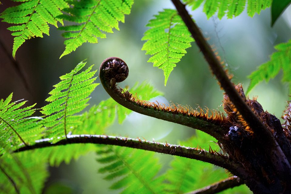 Detail of a tree fern in the cloud forest. Canon 5D Mark III, Canon EF 70-200mm f/2.8L IS II USM, 1/160, f/2.8, iso 2500, tripod.