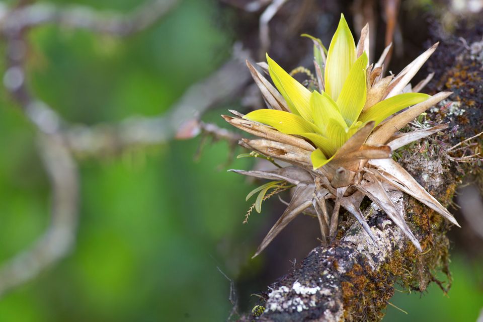 A bromelia up in the canopy. Canon 5D Mark III, Canon EF 400mm f/5.6 L USM, 1/320, f/5.6, iso 400, handheld.