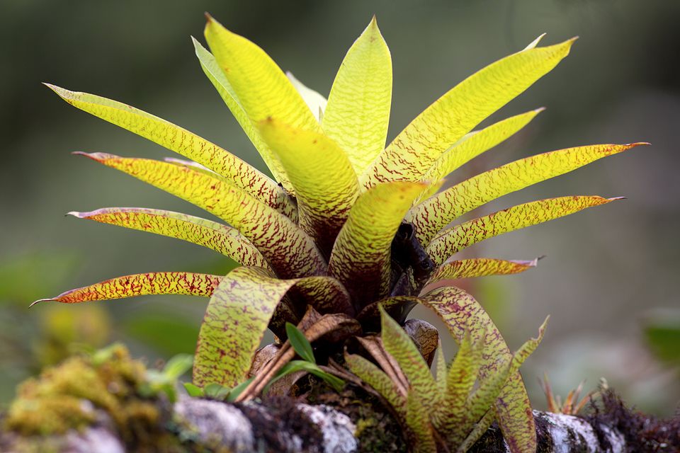 A beautiful colored bromelia. Canon 5D Mark III, Canon EF 400mm f/5.6 L USM, 1/320, f/5.6, iso 250, handheld.