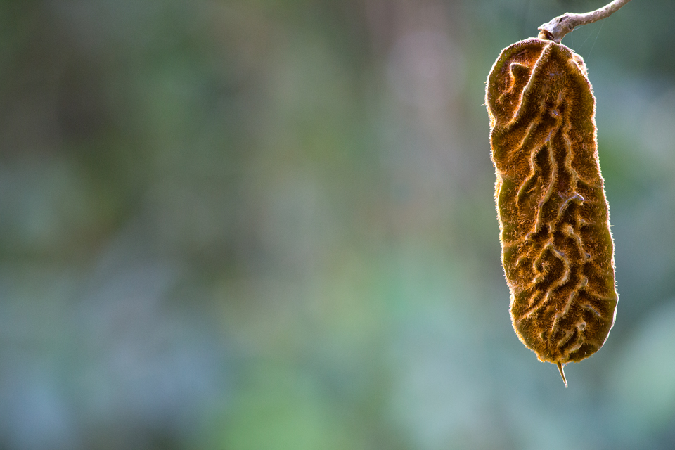 Seed pod of a Mucuna sp. Canon 5D Mark III, Canon EF 400mm f/5.6 L USM, 1/250, f/5.6, iso 3200, handheld.