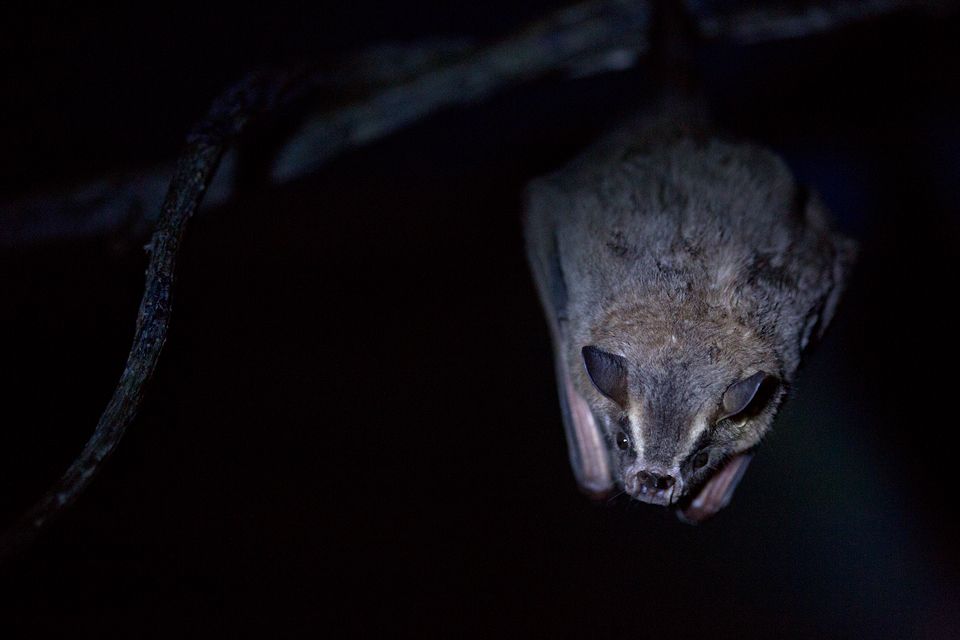A toltec fruit-eating bat (Artibeus toltecus). Canon 5D MKIII, Canon EF 100mm f/2.8 USM Macro, 1/160, f/2.8, iso 3200, handheld, flashlight.