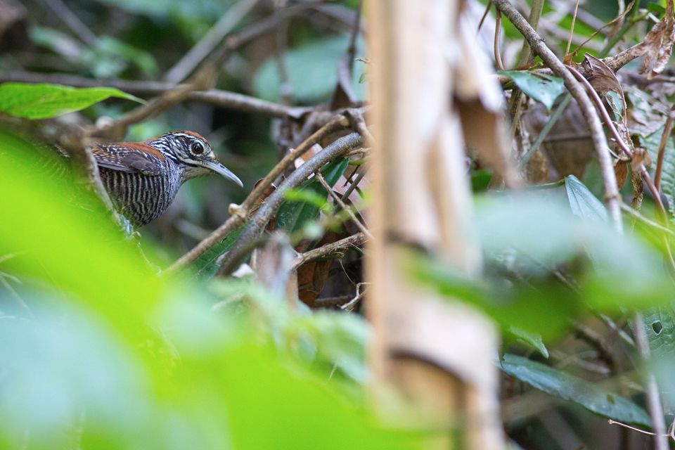 Getting a glimpse of a riverside wren (Cantorchilus semibadius). Canon 5D Mark III, Canon EF 400mm f/5.6 L USM, 1/200, f/5.6, iso 3200, handheld.