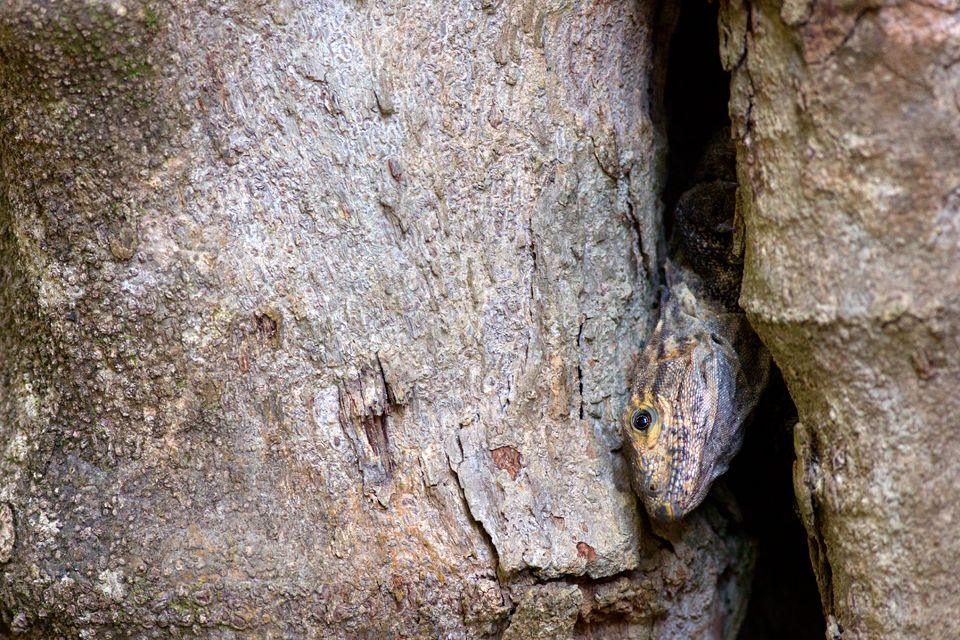 A spinytal iguana (Ctenosaura similis) doing peekaboo. Canon 5D Mark III, Canon EF 400mm f/5.6 L USM, 1/125, f/5.6, iso 3200, handheld.