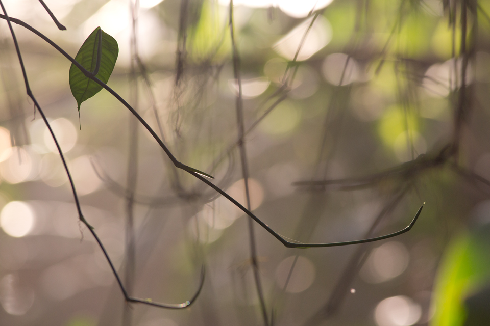 Dreamy life in the undergrowth. Canon 5D Mark III, Canon EF 400mm f/5.6 L USM, 1/320, f/5.6, iso 640, tripod.