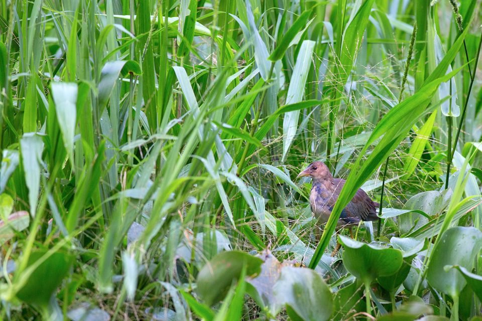 Juvenile purple gallinule (Porphyrio martinicus). Canon 5D Mark III, Canon EF 400mm f/5.6 L USM, 1/320, f/5.6, iso 2000, handheld from boat.