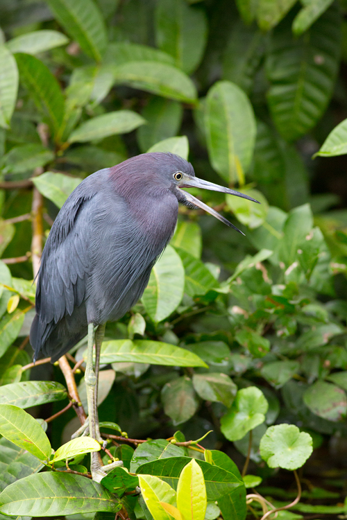 Little blue heron (Egretta caerulea). Canon 5D Mark III, Canon EF 400mm f/5.6 L USM, 1/200, f/5.6, iso 3200, handheld from boat.