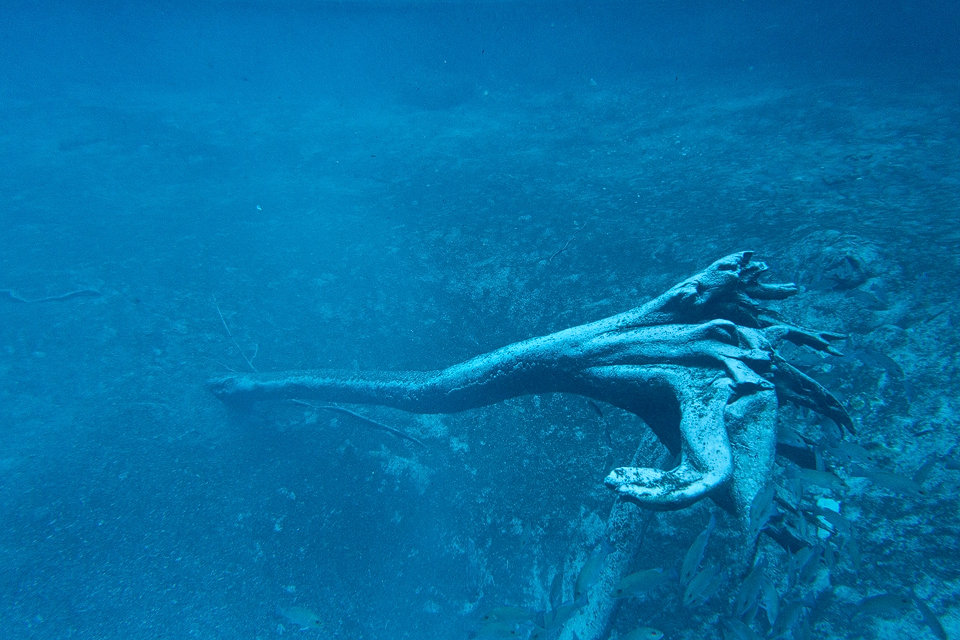 Surrealistic dead tree on the bottom of Three Sisters Springs. Canon 5D Mark III, Canon EF 17-40mm f/4.0 L USM, 1/40, f/4, iso 3200, handheld + EWA-Marine.