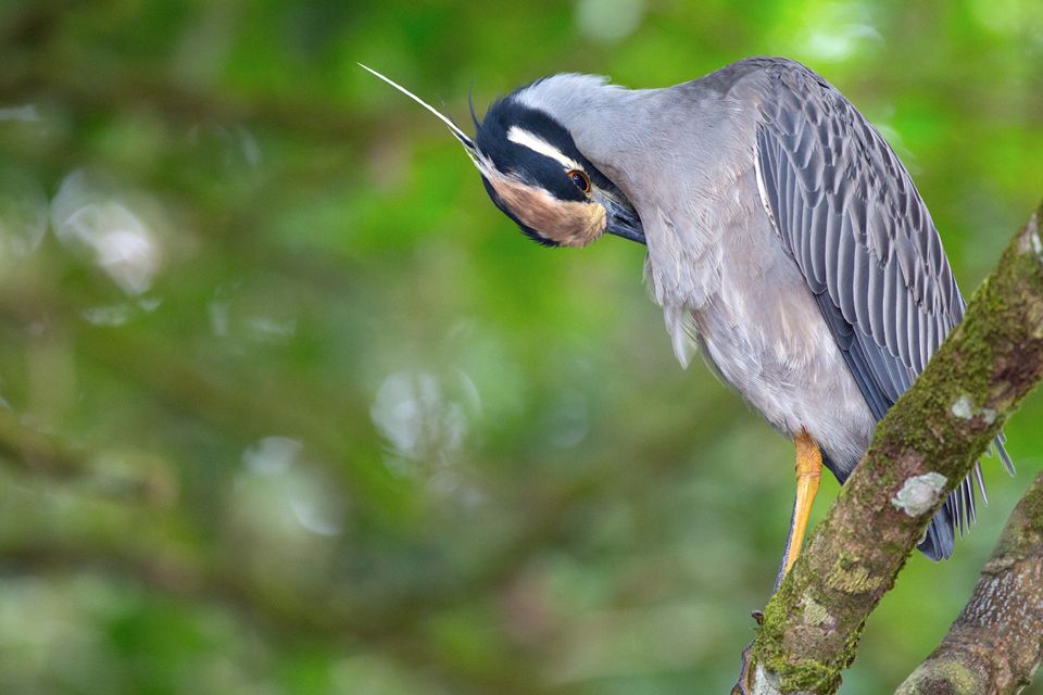 A yellow-crowned night heron (Nyctanassa violacea) grooming. Canon 5D Mark III, Canon EF 400mm f/5.6 L USM, 1/250, f/5.6, iso 3200, handheld from boat.