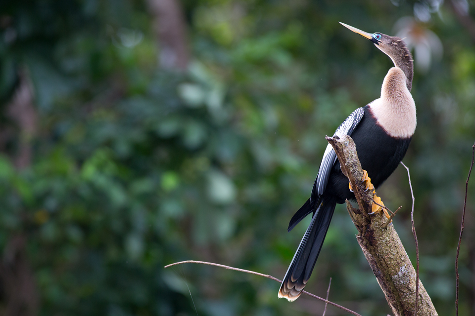 An female anhinga (Anhinga anhinga) in breeding plumage. Canon 5D Mark III, Canon EF 400mm f/5.6 L USM, 1/320, f/5.6, iso 1000, handheld from boat.