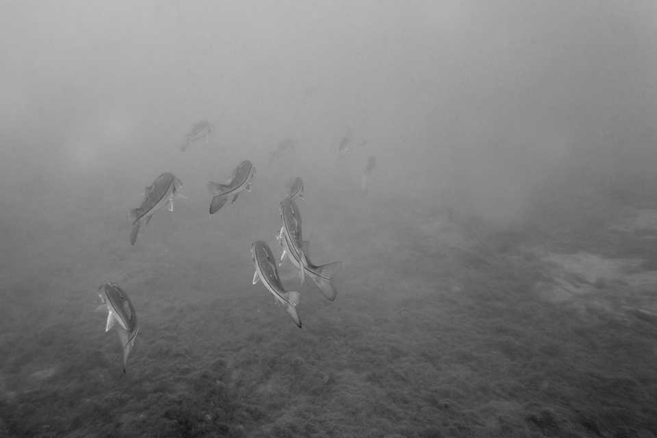 B&W image of common snook (Centropomus undecimalis). Canon 5D Mark III, Canon EF 17-40mm f/4.0 L USM, 4, f/1/50, iso 100, handheld + EWA-Marine.