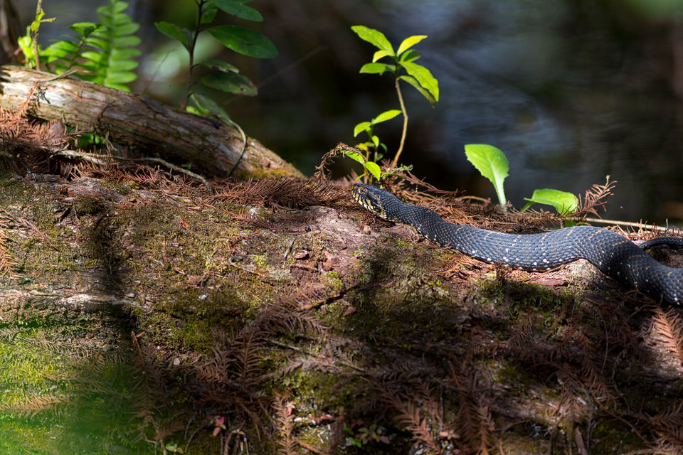 A basking Florida banded water snake (Nerodia fasciata pictiventris). Canon 5D Mark III, Canon EF 400mm f/5.6 L USM, 1/320, f/5.6, iso 250, handheld.