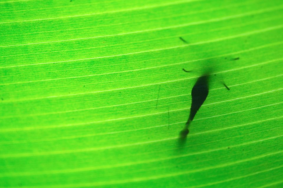 Silhouette of a butterfly sitting on a leaf. Canon 5D MKIII, Canon EF 100mm f/2.8 USM Macro, 1/80, f/2.8, iso 3200, handheld.