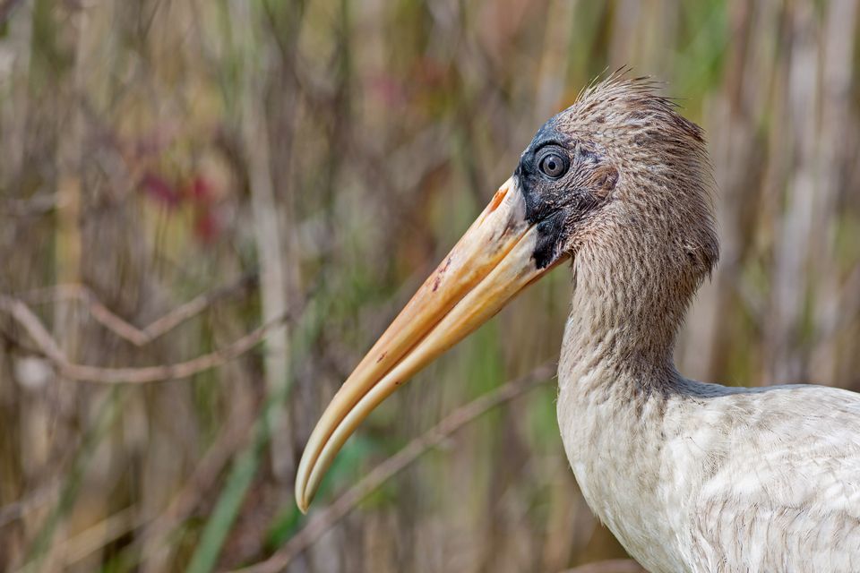 An threatened juvenile wood stork (Mycteria americana). Canon 5D Mark III, Canon EF 400mm f/5.6 L USM, 1/320, f/6.3, iso 125, handheld.