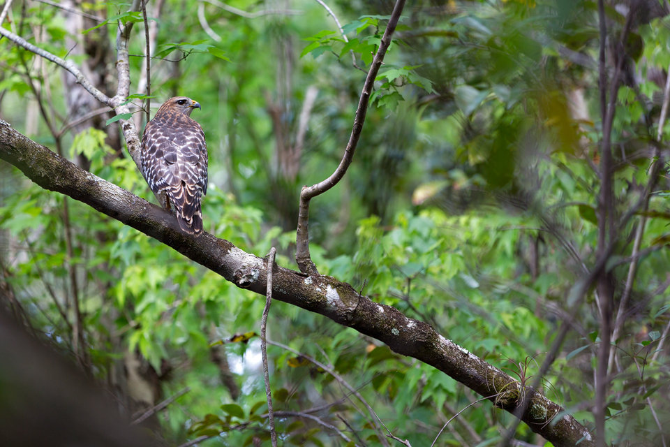 A perched red-shouldered hawk (Buteo lineatus). Canon 5D Mark III, Canon EF 70-200mm f/2.8L IS II USM, 1/160, f/2.8, iso 200, handheld.