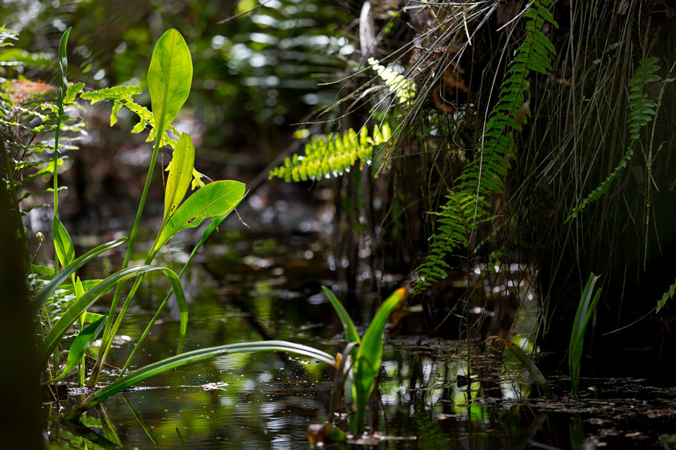 Echinodorus sp. and other vegetation. Canon 5D Mark III, Canon EF 70-200mm f/2.8L IS II USM, 1/160, f/2.8, iso 125, handheld.