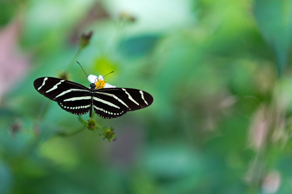 Florida's state butterfly: zebra longwing (Heliconius charithonia). Canon 5D Mark III, Canon EF 70-200mm f/2.8L IS II USM, 1/200, f/2.8, iso 100, handheld.