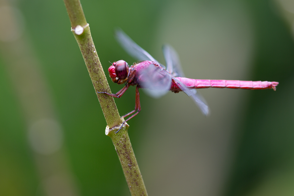 A red-faced Dragonlet (Erythrodiplax fusca)? Canon 5D MKIII, Canon EF 100mm f/2.8 USM Macro, 1/30, f/7.1, iso 100, handheld.