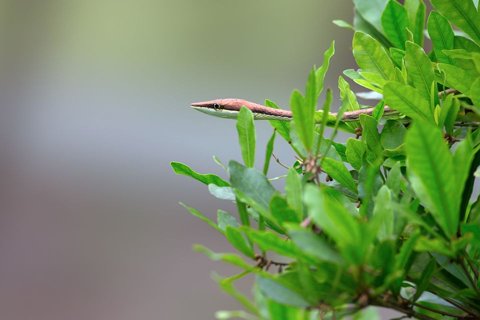 An elegant brown vine snake (Oxybelis aeneus). Canon 5D Mark III, Canon EF 400mm f/5.6 L USM, 1/320, f/5.6, iso 500, handheld.