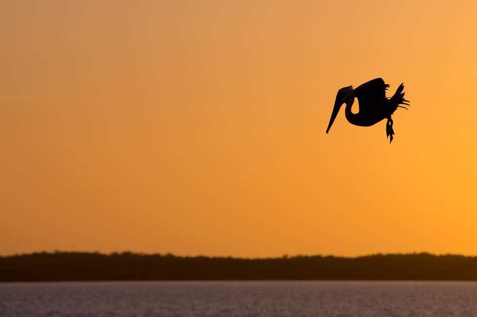 Silhouette of a brown pelican (Pelecanus occidentalis) before plunging into the water. Canon 5D Mark III, Canon EF 70-200mm f/2.8L IS II USM, 1/800, f/6.3, iso 100, handheld.