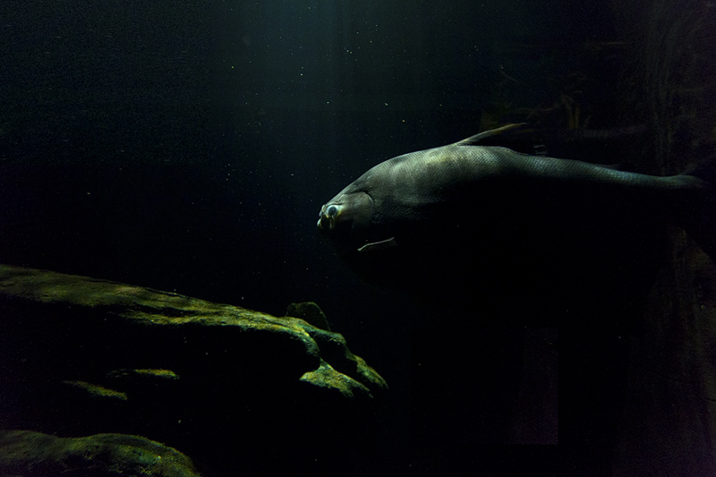 A massive pacu (Colossoma macropomum) in Artis it's flooded Amazon forest aquarium.