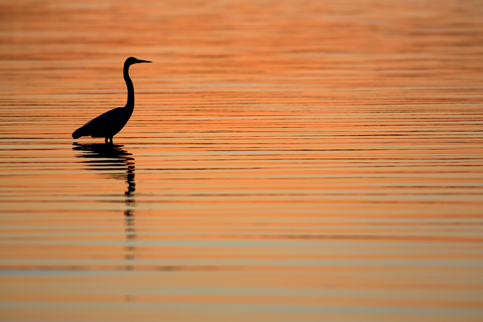 Silhouette of a great egret (Ardea alba). Canon 5D Mark III, Canon EF 400mm f/5.6 L USM, 1/320, f/6.3, iso 200, handheld.