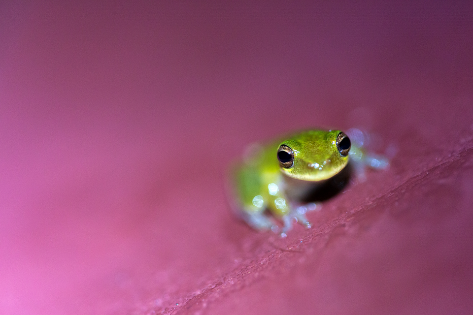 A squirrel treefrog (Hyla squirella) on top of a bear proof trash can. Canon 5D MKIII, Canon EF 100mm f/2.8 USM Macro, 1/20, f/2.8, iso 3200, handheld.