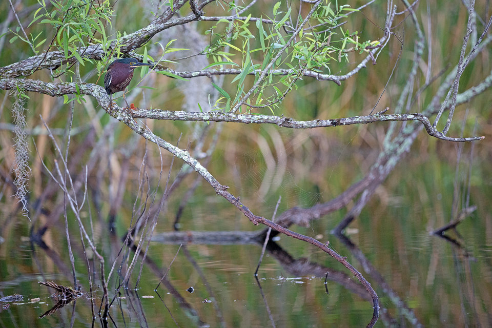 A green heron (Butorides virescens) on its perch with a spiderweb. Canon 5D Mark III, Canon EF 400mm f/5.6 L USM, 1/640, f/5.6, iso 800, handheld.