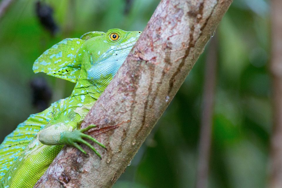 Bright green Jesus Christ lizard (Basiliscus plumifrons). Canon 5D Mark III, Canon EF 400mm f/5.6 L USM, 1/200, f/5.6, iso 3200, handheld from boat.