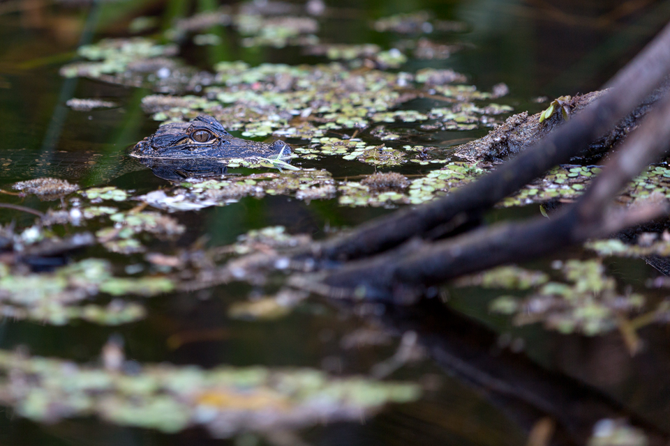 A young American alligator (Alligator mississippiensis). Canon 5D Mark III, Canon EF 70-200mm f/2.8L IS II USM, 1/200, f/2.8, iso 400, handheld.