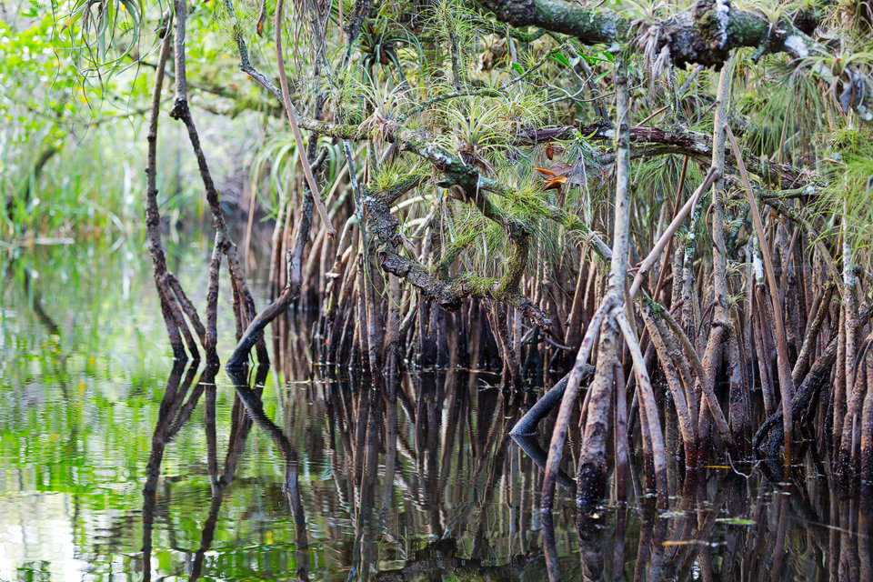 Bromelia's and mangrove tunnels. Canon 5D Mark III, Canon EF 70-200mm f/2.8L IS II USM, 1/60, f/2.8, iso 800, handheld.