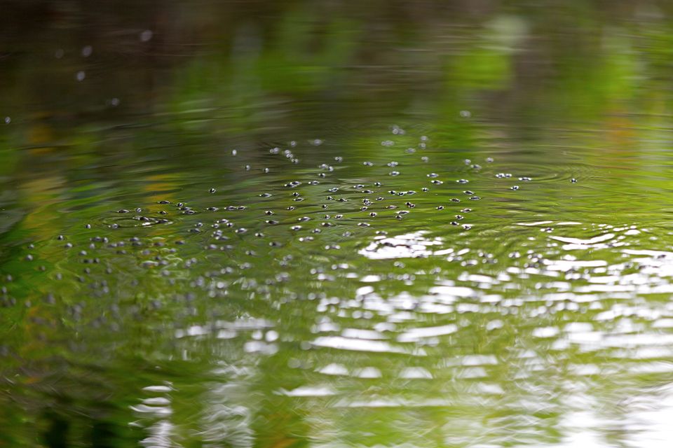 Whirligig beetles (Gyrinidae) making circles. Canon 5D Mark III, Canon EF 70-200mm f/2.8L IS II USM, 1/160, f/2.8, iso 500, handheld.