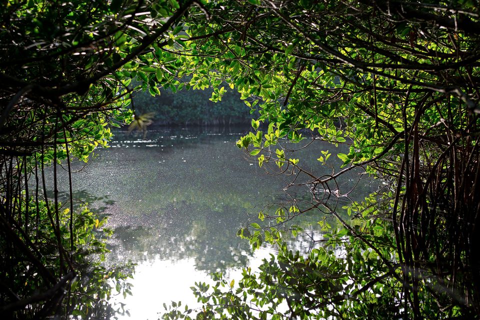 Light! End of a mangrove tunnel. Canon 5D Mark III, Canon EF 70-200mm f/2.8L IS II USM, 1/125, f/4, iso 100, handheld.