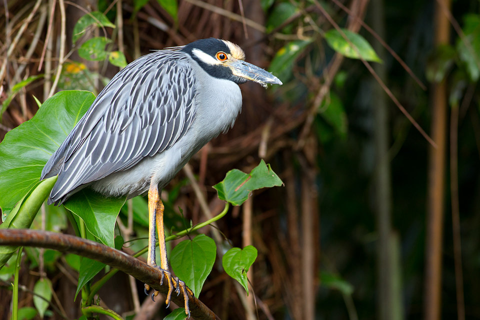A yellow-crowned night heron (Nyctanassa violacea). Canon 5D Mark III, Canon EF 400mm f/5.6 L USM, 1/320, f/5.6, iso 1250, handheld from boat.