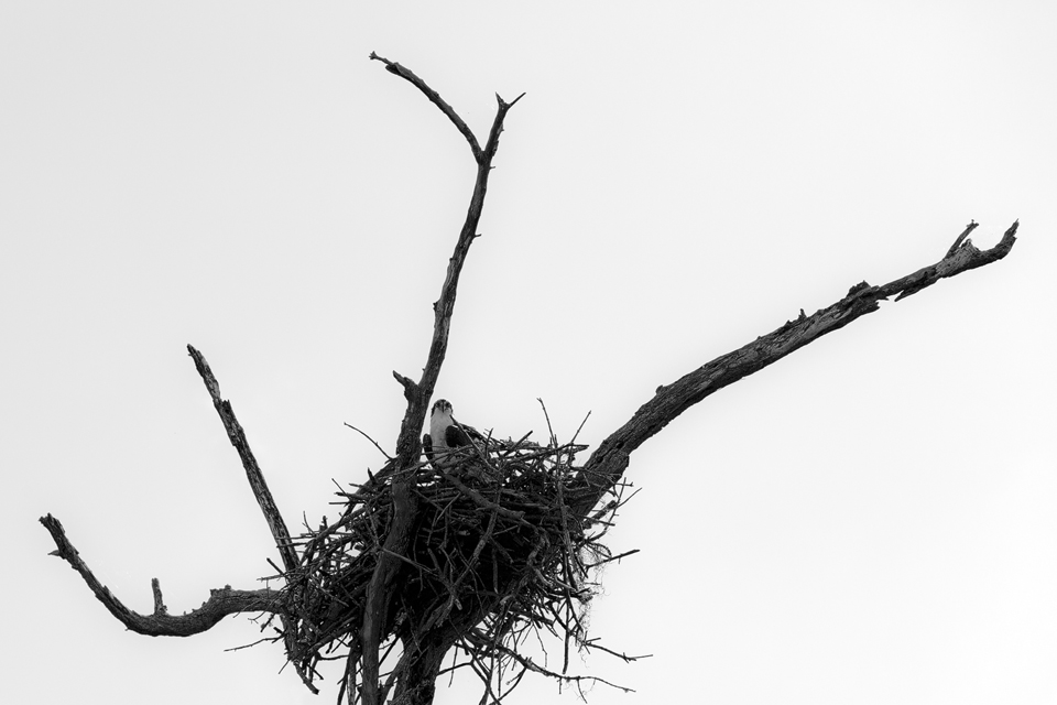 B&W osprey (Pandion haliaetus) on its nest. Canon 5D Mark III, Canon EF 70-200mm f/2.8L IS II USM, 1/1000, f/7.1, iso 100, handheld.